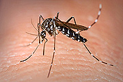 Que es la fiebre por Chikungunya?