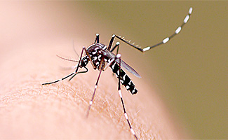 Dengue y Zika, a tomar precausiones!!