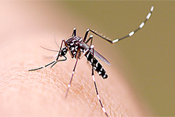Dengue y Zika, a tomar precausiones!!
