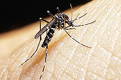Dengue y Zika, el mismo vector, la misma precaución.